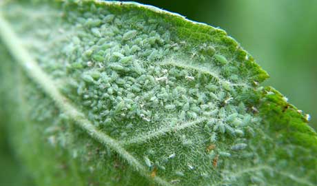 Aphids, a spring plague here in southern spain, how to recognise and treat.